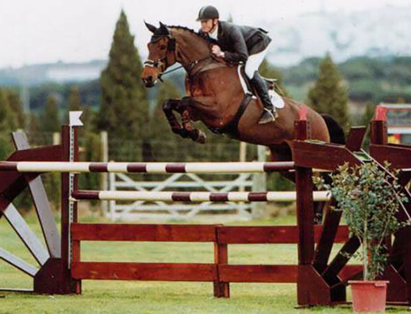 Grade A Showjumper For Sale